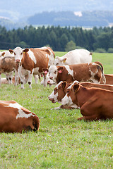 Image showing Dairy cows in pasture