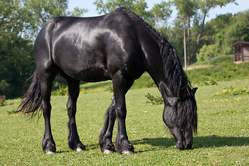 Image showing Black horse in the meadow