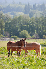 Image showing Horses in the meadow