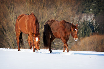 Image showing Herd of horses