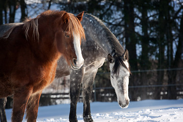 Image showing Herd of horses