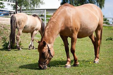 Image showing Horses in the meadow
