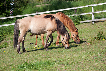 Image showing Horses in the meadow