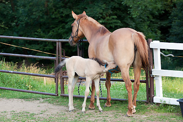 Image showing Mare and her foal