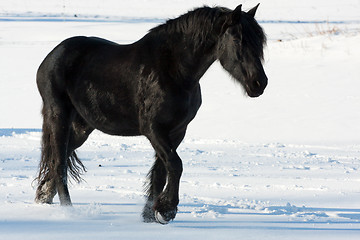 Image showing Black horse in winter