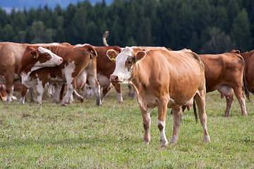 Image showing Cows on pasture 