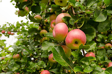 Image showing ripe apple hang on fruit tree branch. Healthy food 