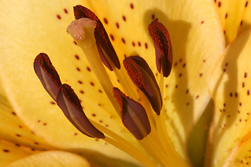 Image showing Flower