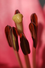 Image showing Flower