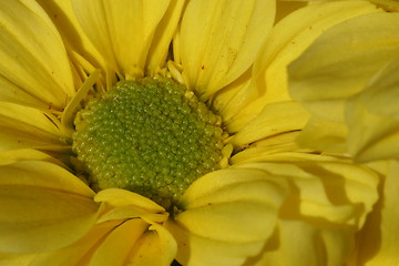 Image showing Flower