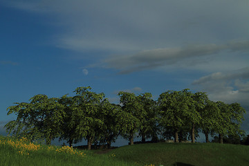 Image showing Forest cemetery