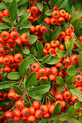 Image showing Red wild berry