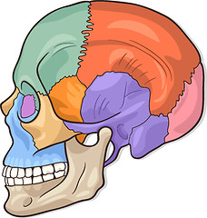 Image showing Human Skull Diagram Illustration