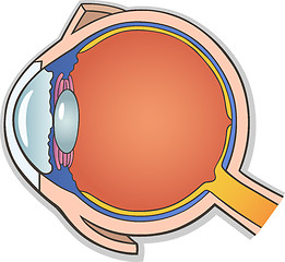 Image showing Human Eye Cross Section