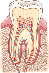 Image showing Tooth Section Medical Illustration