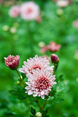 Image showing Pink dahlia 