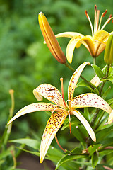 Image showing yellow lily flowers