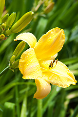 Image showing yellow lily flower