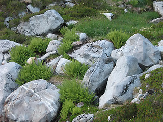 Image showing Rocks And Grass