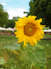 Image showing Sunflower flower