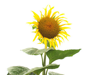 Image showing Sunflower flower