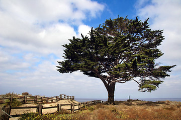 Image showing Tree on the beach