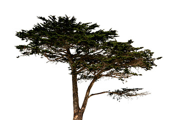 Image showing Big tree isolated