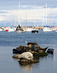 Image showing Sea lions