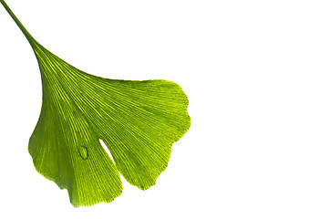 Image showing Ginkgo leaf