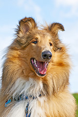 Image showing collie dog
