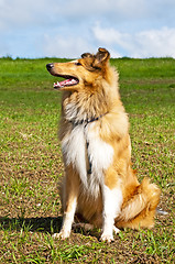 Image showing collie dog