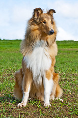 Image showing collie dog