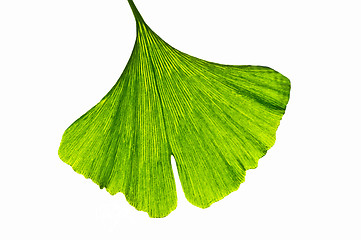 Image showing Ginkgo leaf