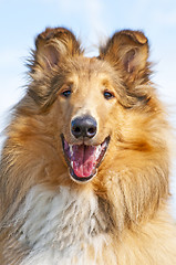 Image showing collie dog