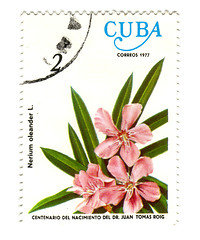 Image showing Old postage stamp from Cuba with flower 