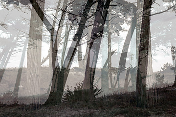 Image showing Misty forest