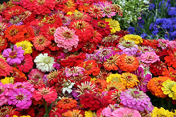 Image showing Sea of flowers