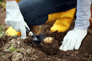 Image showing Potato harvest