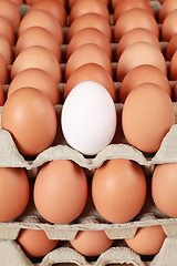 Image showing Eggs in a box