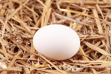 Image showing White egg in straw