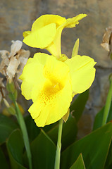 Image showing Canna