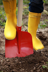 Image showing Digging soil with a shovel
