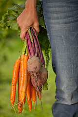 Image showing Fresh harvest