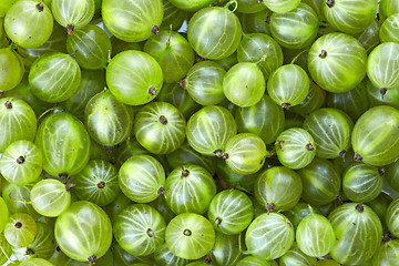 Image showing Gooseberries background