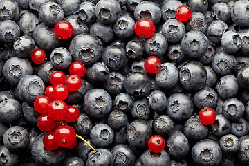 Image showing blueberries and red currant berries