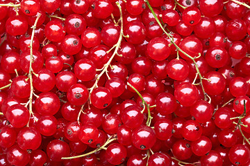 Image showing red currant berries