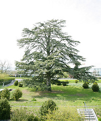 Image showing A big cedar tree in park on spring