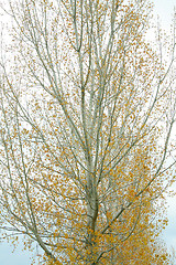 Image showing Autum golden tree abstract 