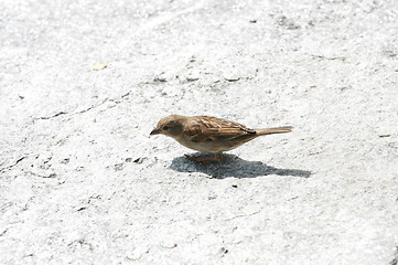 Image showing song thrush on a white rock