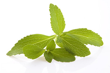 Image showing Stevia Rebaudiana leafs isolated on white background 